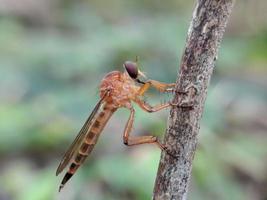 robberfly guld på kvistar med en naturlig bakgrund foto