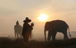 siluett elefant på bakgrund av solnedgången, elefant thai i surin thailand. foto