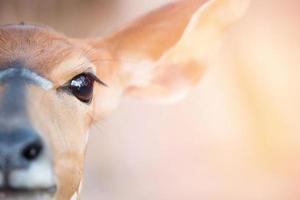 nyala tragelaphus angasii huvud på nära håll foto