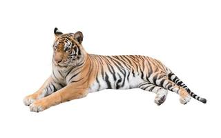 kvinnlig bengalisk tiger isolerad foto