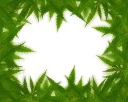 ljusgrön cannabis sativa lövram foto