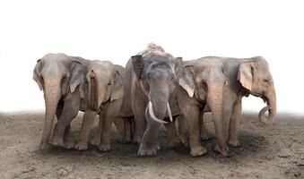 asiatisk elefant som står på marken foto