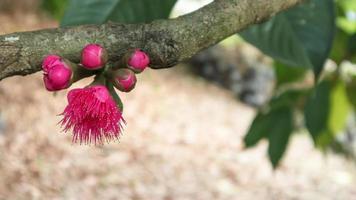 malaysisk ros äpple blomma, rosa satin-aska och pommerac på gröna blad bakgrund. foto