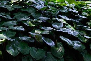 tropiska gröna löv i naturligt ljus och skugga med grön tonad färg och selektiv focus.low key belysning natur bakgrund. foto