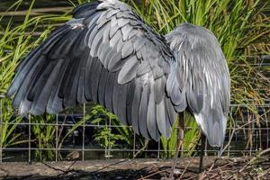 gråhäger breder ut sina vingar foto