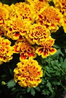 tagetes patula fransk ringblomma i blom, orangegula blommor, gröna blad foto