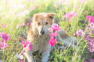 suddig hund och blomma för bakgrund foto