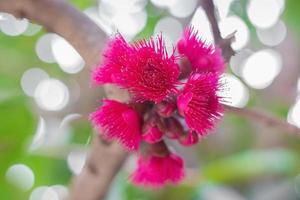 syzygium malaccense eller pomerac är en tropisk friut i Thailand. dess blomma är djupt rosa färg. den blommar på försommaren och bär frukt tre månader efteråt. foto