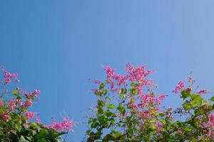 rosa blommor blå himmel bakgrund foto