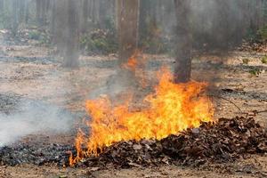 naturkatastrof, brand foto