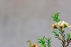 vit blomma i grå bakgrund, selektiv inriktning foto