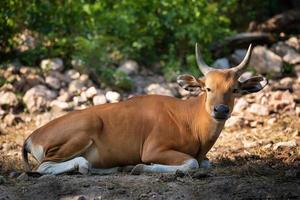 banteng. bos javanicus eller red bull vilda djur i Sydostasien sitter på gräset och tittar på camera.animal bevarande och skydda ekosystem koncept. foto