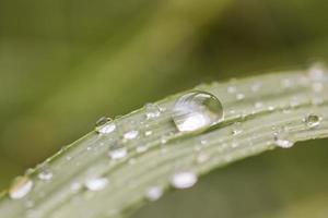 en bild av gräs med regndroppar