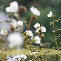 fotografier av olika blommor foto