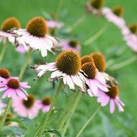 fotografier av olika blommor foto