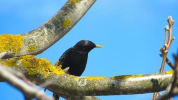 starar på en gren. närbild av en svart stare. porträtt av en fågel. starar kom på våren foto