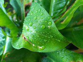 kreativ layout gjord av regndroppar som lever på gröna växtblad. platt låg. natur koncept foto