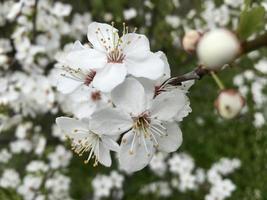 våren - blommande träd, med fler blommor i bakgrunden foto