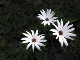 ljusa vita färg blommor i mörk ton bakgrund för tapeter foto