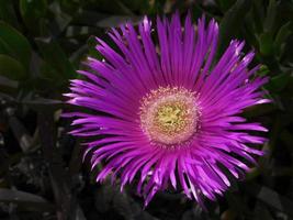 enda färgglada levande magenta blomma i mörk ton bakgrund för tapeter foto