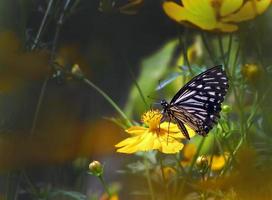 en fjäril med nektar från träd ringblommor, natur tapeter foto