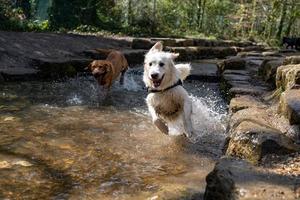 golden retriever i floden leende foto