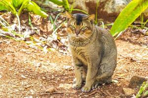 vacker söt katt med gröna ögon i den tropiska djungeln Mexiko. foto