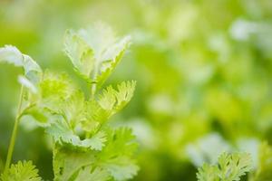 koriander blad plantering växer i pott plantage grönsaksträdgård foto