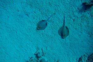 två blåfläckiga stingrockor på havsbotten foto