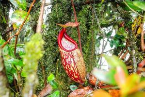 vilda nepenthes, tropiska kannaväxter, bägare med röda apor foto