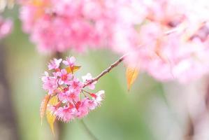 körsbärsblomning på våren med mjukt fokus, ofokuserad suddig vårkörsbärsblomning, bokehblommabakgrund, pastell och mjuk blommabakgrund. foto