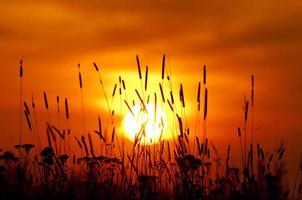 orange solnedgång foto