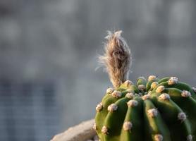 en liten knopp av echinopsis kaktusblomma foto