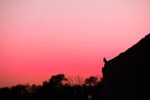 vanlig koltrast siluett mot en rosa solnedgång foto