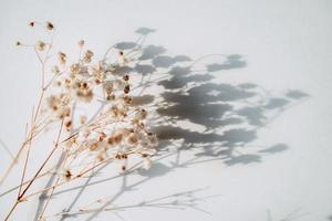 babys andetag gypsophila på vit bakgrund med skugga foto