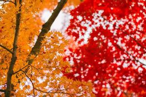 orange och röda japanska lönnlöv foto