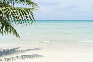 strand för bakgrund med kristallklart hav och palm i förgrunden foto