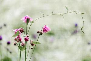 dubbel blomma av en rosa akleja foto