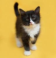 liten fluffig svartvit kattunge som står på gul
