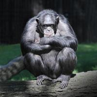 schimpansen (pantroglodytes). foto
