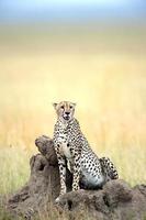 afrikansk gepard foto