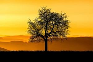 siluett träd på ängen med vackert naturligt ljus. för användning som bakgrund foto