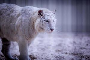 vuxen vit tiger