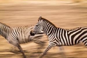 zebror springer på savannen foto