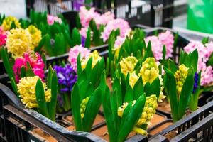 plantor av hyacinter i krukor. försäljning i blomsteraffär. foto