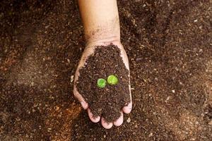 närbild hand av person som håller överflöd jord med ung växt i handen för jordbruk eller plantering persika natur koncept. foto