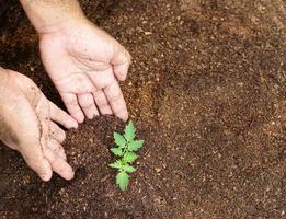 närbild hand av person som håller överflöd jord med ung växt i handen för jordbruk eller plantering persika natur koncept. foto