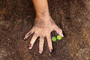 närbild hand av person som håller överflöd jord med ung växt i handen för jordbruk eller plantering persika natur koncept. foto