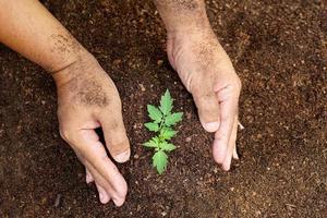 närbild hand av person som håller överflöd jord med ung växt i handen för jordbruk eller plantering persika natur koncept. foto