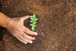 närbild hand av person som håller överflöd jord med ung växt i handen för jordbruk eller plantering persika natur koncept. foto